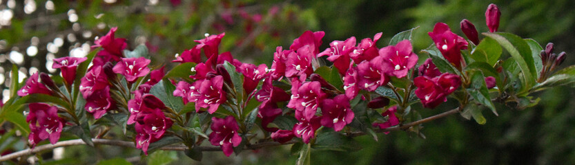 Photo horizontale de Weigela, dimension slider ou bannière, avec de jolies fleurs rose foncé, pour un univers délicat, végétal et féminin.