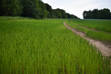 Un beau champ de lin très vert en France. Production française de lin