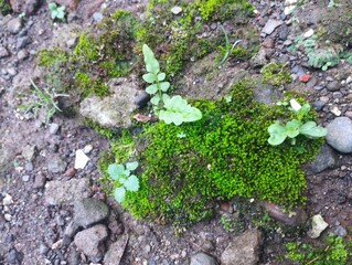 Green Moss Growing on Rock Surface