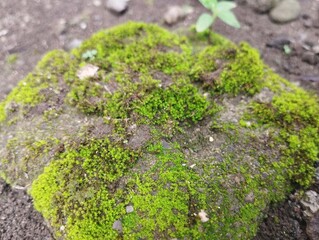 A macro shot of fresh green moss growing on a damp rock, surrounded by earthy soil.