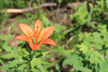 Piprell Lake and Area Scenery and Wildlife