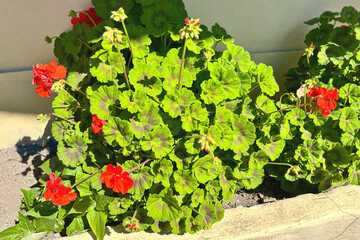 A bush of bright red blooming geranium near a house on a sunny day.