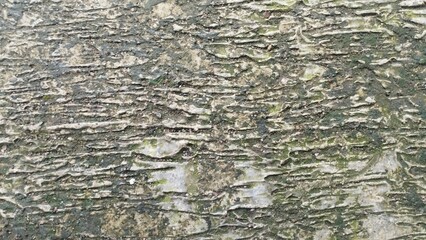 Grunge Stone Texture with Natural Green Moss,
Ideal for backgrounds, textures, or abstract design needs.