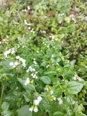 Fresh Green Weeds with Tiny White Blossoms , A close-up of small white wildflowers blooming among lush green foliage.