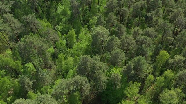 Mischwald im Fr&uuml;hjahr im Land Brandenburg aus der Vogelperspektive 