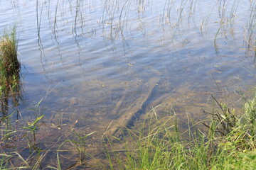 Piprell Lake and Area Scenery and Wildlife