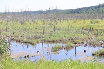 Piprell Lake and Area Scenery and Wildlife