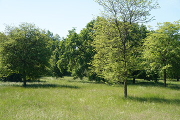 Sonnige Frühlingslandschaft des Schlossgartens Charlottenburg in Berlin