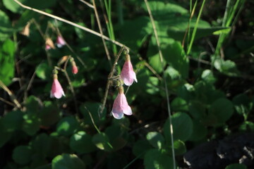 Piprell Lake and Area Scenery and Wildlife
