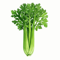 Translucent Greens celery isolated watercolor vector illustration svg
