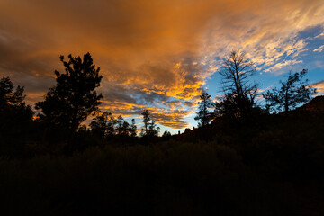 Fototapeta premium Clouds full of sunset colors drift over tall trees, creating a moody, dramatic sky with soft texture, warm light, and gentle motion, capturing the peaceful beauty of nature and weather.