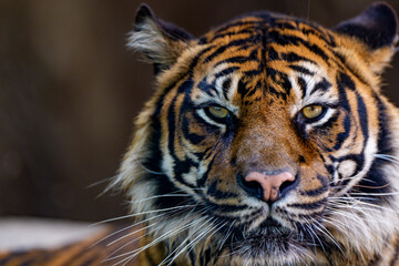 虎の顔のクローズアップと鋭い眼差し
Close-up of a Tiger's Face with Piercing Eyes