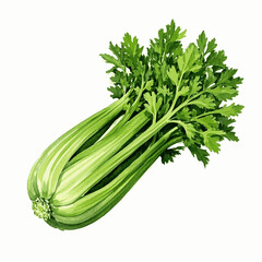 Celery Stalks in Aqua isolated watercolor vector illustration svg