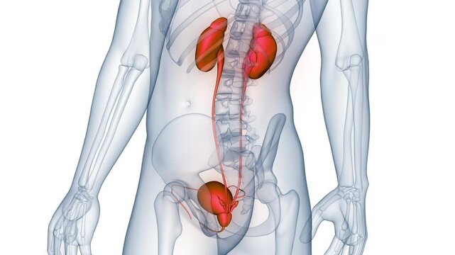 Human Urinary System Kidneys with Bladder Anatomy Animation Concept