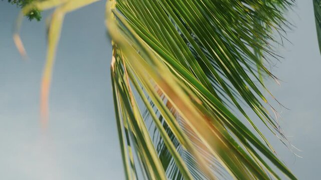 Green banana palm leaf against the sky sways in the wind. Great video for an intro or overlay.