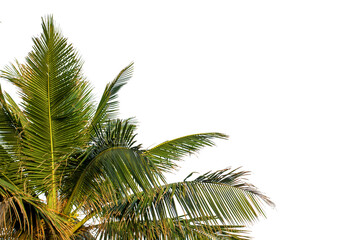 Fototapeta premium Coconut tree isolated on white