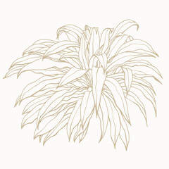 Tropical yucca plant clipart. Hand drawn isolated element for design. Botanical illustration in line art style.