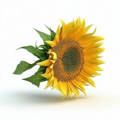Obraz premium Vibrant Yellow Sunflower with Green Leaves on White Background