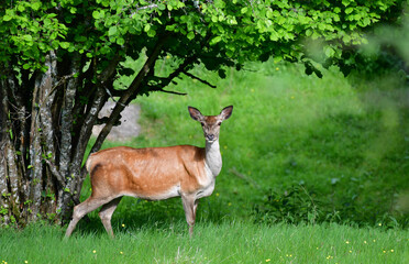 Rothirschkuh