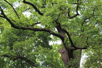 beautiful green oak tree in the park