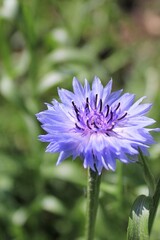 Purple cornflower flower isolated on blurred green background