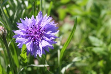 Purple cornflower flower isolated on blurred green background