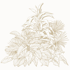 Tropical plant clip art. Hand drawn isolated element for design. Botanical illustration in line art style. © JeannaDraw