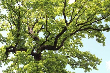 beautiful green oak tree isolated on a blue clear sky background