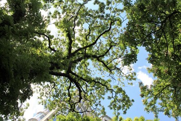Green chestnut tree with white blossom in spring in the park