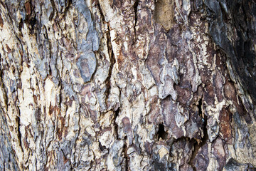 tree bark texture
