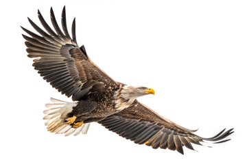 Fototapeta premium Majestic bald eagle in flight against a white background