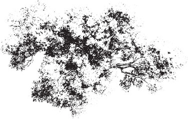 Tree Grunge transparent background Dark abstract illustration vector texture. Grunge texture. Grunge texture of the old. Vector illustration.