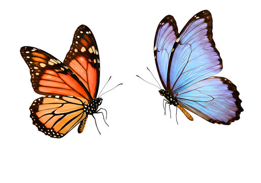 Fototapeta Two butterflies monarch and morpho isolated on transparent background