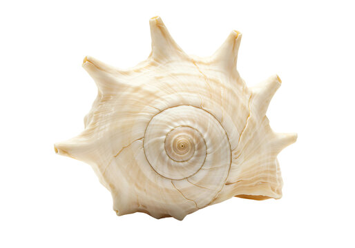 Cream colored sea shell isolated on transparent background