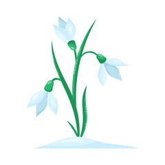 Snowdrops isolated on white background. Spring flowers. Isolated vector illustration.