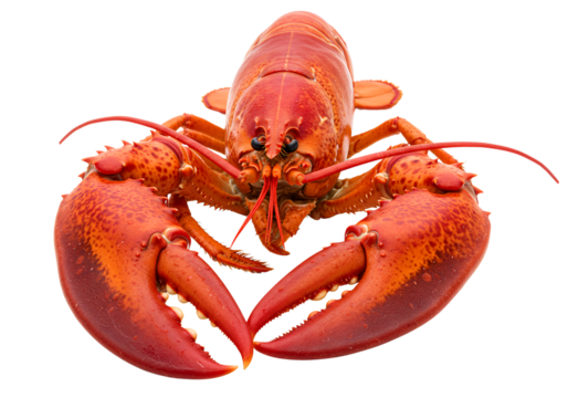 cooked lobsters isolated on transparent background
