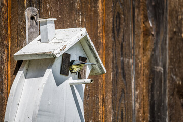 Blue tit bird and a white wooden birdhouse in spring in Bavaria, Germany