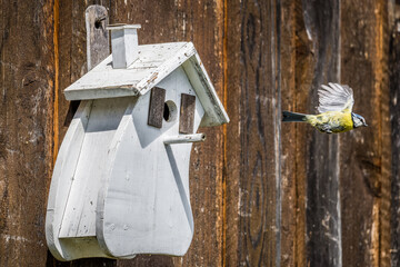 Blue tit bird and a white wooden birdhouse in spring in Bavaria, Germany
