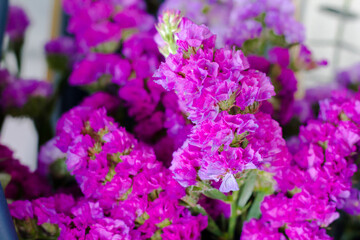 purple lilac flowers