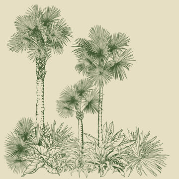 Hand-Drawn Botanical Palm Tree Sketch. Vector Clip Art. Botanical vector perfect for prints, branding, packaging, and modern design projects.