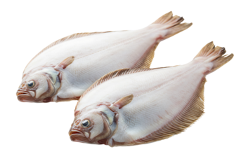 Single lemon sole fish isolated on transparent background