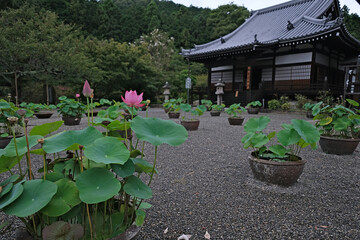 Obraz premium 日本、奈良、當麻寺、蓮、夏、浄土庭園、綠葉、寺院、佛寺、佛教、木造建築、古代建築、庭園、木、文化財、日本文化、歷史名勝、綠色、風景、青空、初夏、写真素材 