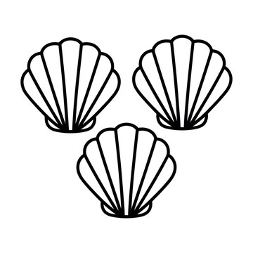 vector illustration of seashell