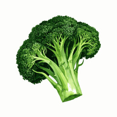 Watercolor Greens broccoli isolated watercolor vector illustration svg