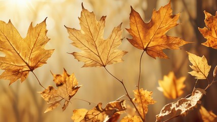 Obraz premium Golden Autumn Leaves Nature's Subtle Beauty in Backlit Sunlight