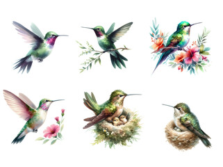 Obraz premium Hummingbirds watercolor symphony in floral abundance