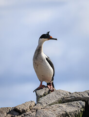 Falklands Shag (Leucocarbo atriceps albiventer), also called King Shag, Imperial Shag, and Blue-eyed Shag, Falkland Islands, South Atlantic
