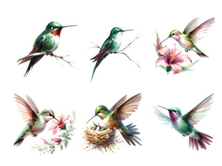 Obraz premium Watercolor hummingbirds vibrant avian artistry