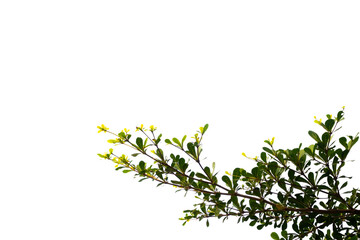 green leaves isolated on white