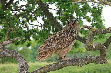 Eurasian Eagle-owl perched on a tree branch, England
